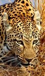 pic for 480x800 leopard